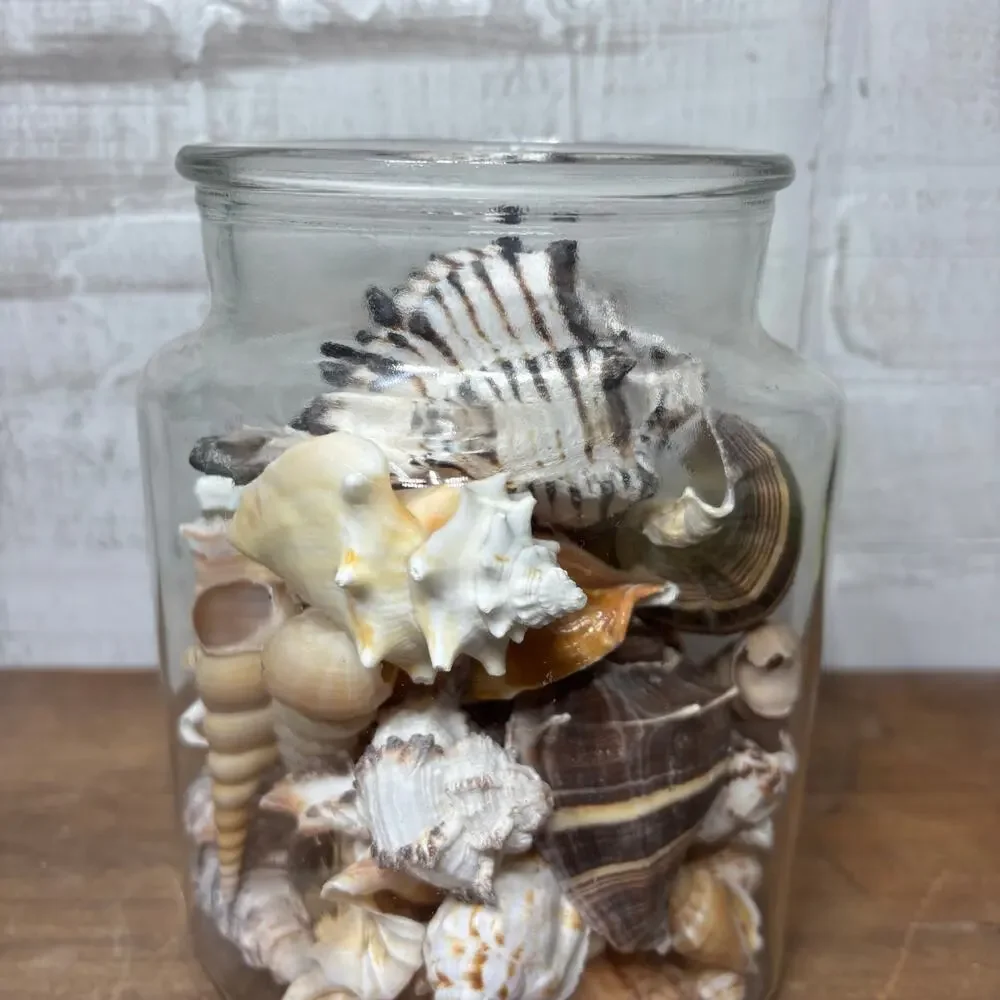 Large Glass Jar Filled with Assorted Seashells